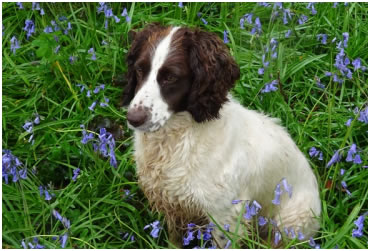 pet microchipping sligo